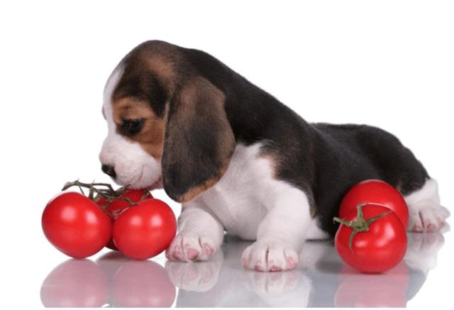 How to Safely Introduce Tomatoes to Your Dog's Diet