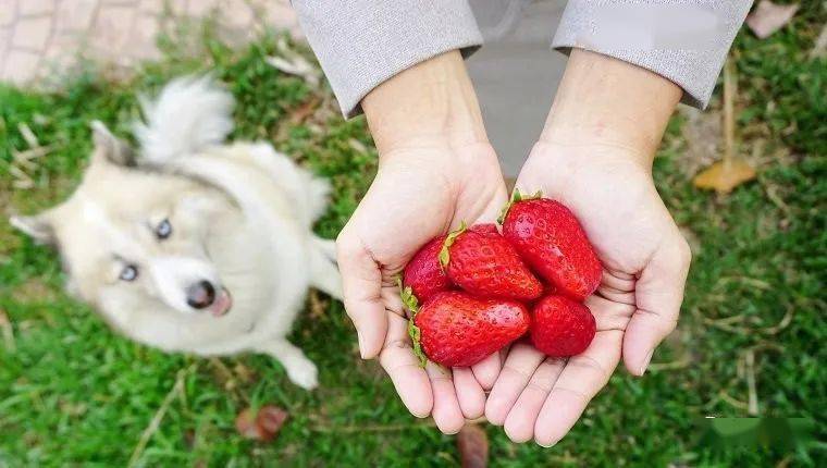 How to Serve Strawberries to Your Dog