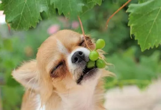 What to Do If Your Dog Eats Grapes