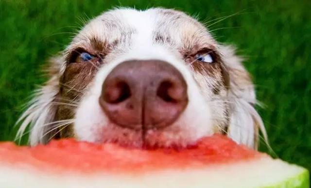 dogs can eat watermelon