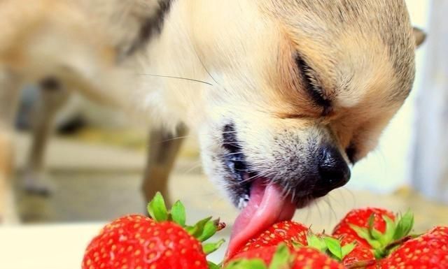 dogs can eat strawberries
