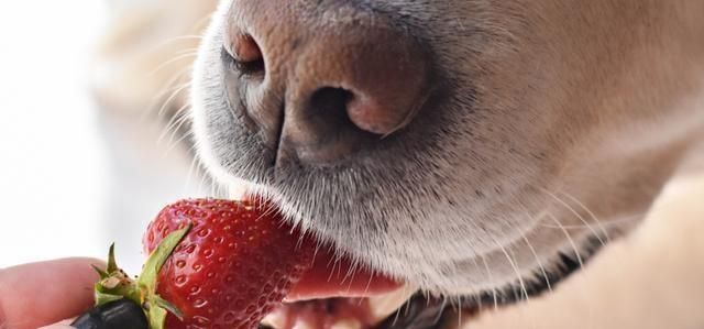 Benefits of Strawberries for Dogs