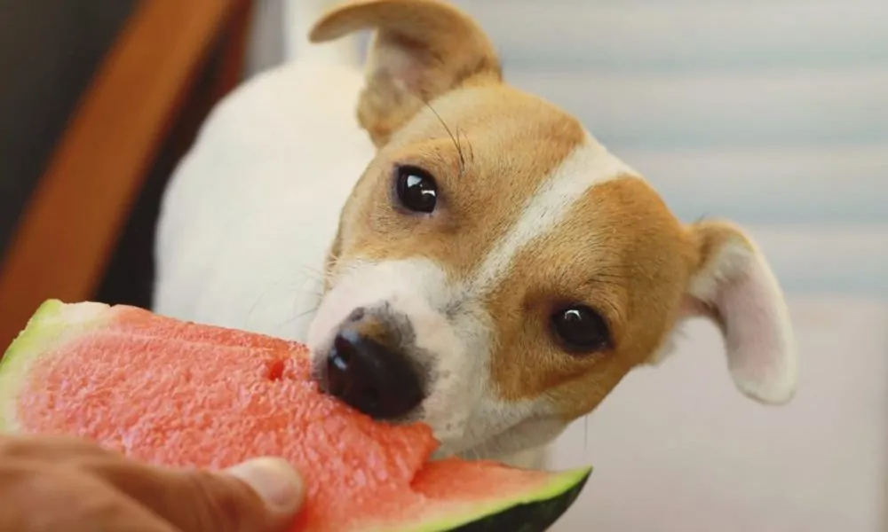 How to Serve Watermelon to Your Dog