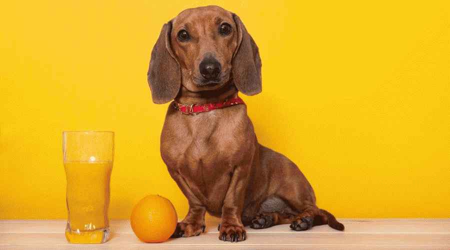 dogs can eat oranges