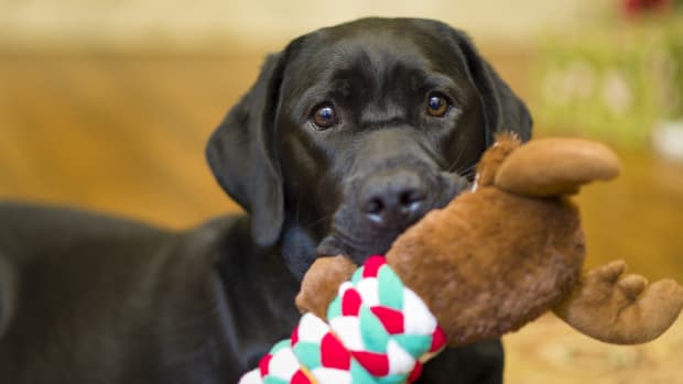 Squeaky Toys for Your Dog